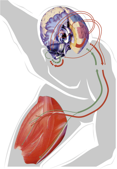 The BIOSWING Posturomed®